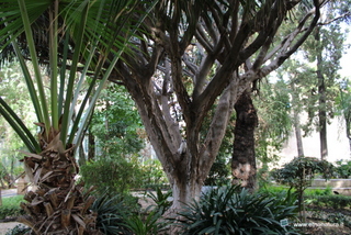 Dracena Orto Botanico Catania